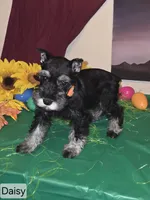Akc Daisy, a female Miniature Schnauzer for sale in Neosho, MO – Photo 8 of 9