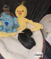 Akc Daisy, a female Miniature Schnauzer for sale in Neosho, MO – Photo 2 of 4