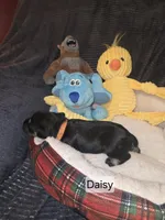 Akc Daisy, a female Miniature Schnauzer for sale in Neosho, MO – Photo 3 of 4