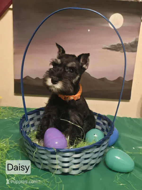 Akc Daisy – Miniature Schnauzer puppy for sale in Neosho, MO