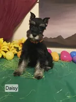Akc Daisy, a female Miniature Schnauzer for sale in Neosho, MO – Photo 2 of 9