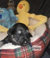 Akc Daisy, a female Miniature Schnauzer for sale in Neosho, MO – Photo 1 of 4