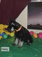 Akc Daisy, a female Miniature Schnauzer for sale in Neosho, MO – Photo 9 of 9