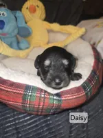 Akc Daisy, a female Miniature Schnauzer for sale in Neosho, MO – Photo 4 of 4