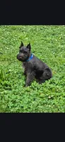 Akc Diesel **Potty trained***, a male Miniature Schnauzer for sale in Neosho, MO – 2 of 9