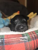 Akc Harley, a female Miniature Schnauzer for sale in Neosho, MO – Photo 1 of 6