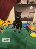 Akc Harley, a female Miniature Schnauzer for sale in Neosho, MO – Photo 4 of 5