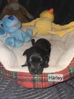 Akc Harley, a female Miniature Schnauzer for sale in Neosho, MO – Photo 5 of 6