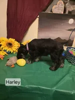 Akc Harley, a female Miniature Schnauzer for sale in Neosho, MO – Photo 5 of 5