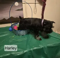 Akc Harley, a female Miniature Schnauzer for sale in Neosho, MO – Photo 2 of 5