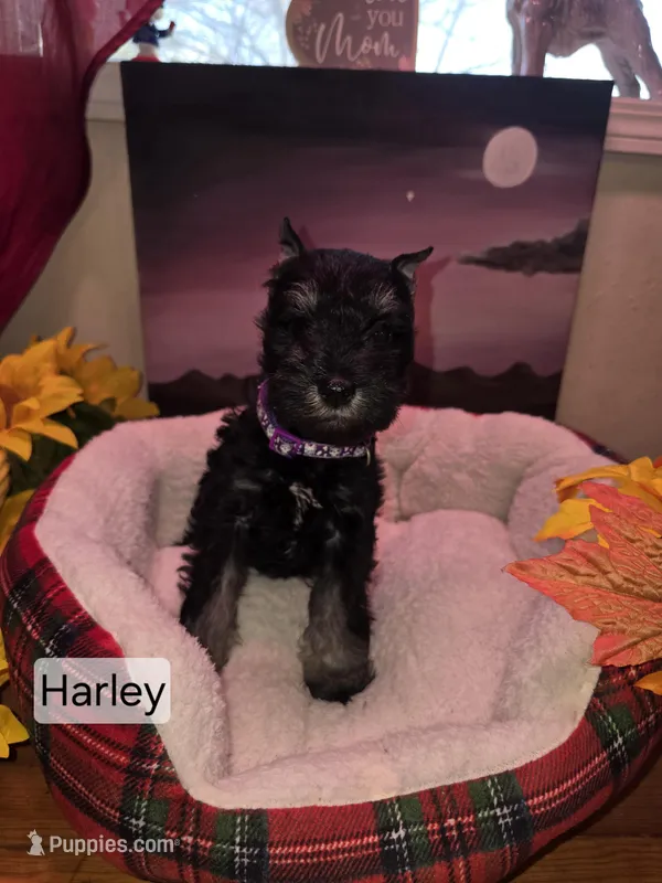 Akc Harley – Miniature Schnauzer puppy for sale in Neosho, MO