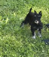 Akc Harley, a female Miniature Schnauzer for sale in Neosho, MO – Photo 4 of 9