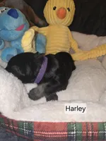 Akc Harley, a female Miniature Schnauzer for sale in Neosho, MO – Photo 4 of 6