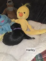 Akc Harley, a female Miniature Schnauzer for sale in Neosho, MO – Photo 2 of 6