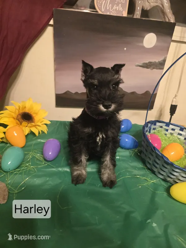 Akc Harley – Miniature Schnauzer puppy for sale in Neosho, MO