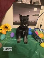 Akc Harley, a female Miniature Schnauzer for sale in Neosho, MO – Photo 1 of 5