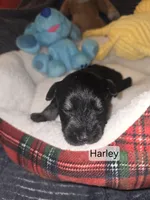 Akc Harley, a female Miniature Schnauzer for sale in Neosho, MO – Photo 6 of 6