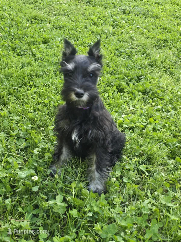 Akc Harley, a female Miniature Schnauzer for sale in Neosho, MO – Photo 1 of 9