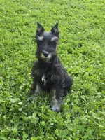 Akc Harley, a female Miniature Schnauzer for sale in Neosho, MO – Photo 1 of 9