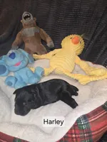 Akc Harley, a female Miniature Schnauzer for sale in Neosho, MO – Photo 3 of 6