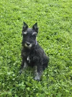 Akc Harley, a female Miniature Schnauzer for sale in Neosho, MO – Photo 3 of 9