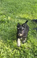 Akc Harley, a female Miniature Schnauzer for sale in Neosho, MO – Photo 2 of 9