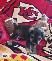 Akc Rocky, a male Miniature Schnauzer for sale in Neosho, MO – 6 of 6
