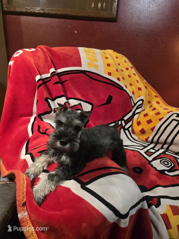 Akc Rocky – Miniature Schnauzer puppy for sale in Neosho, MO