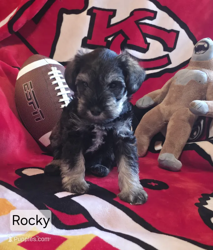 Akc Rocky – Miniature Schnauzer puppy for sale in Neosho, MO