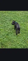 Akc Diesel **Potty trained***, a male Miniature Schnauzer for sale in Neosho, MO – 4 of 9