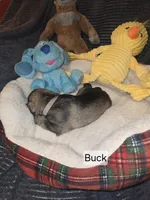 Akc Buck, a male Miniature Schnauzer for sale in Neosho, MO – Photo 5 of 5