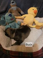 Akc Buck, a male Miniature Schnauzer for sale in Neosho, MO – Photo 3 of 5