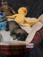Akc Buck, a male Miniature Schnauzer for sale in Neosho, MO – Photo 2 of 5