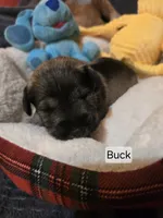 Akc Buck, a male Miniature Schnauzer for sale in Neosho, MO – Photo 1 of 5