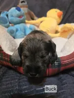 Akc Buck, a male Miniature Schnauzer for sale in Neosho, MO – Photo 4 of 5