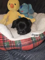 Akc Piper, a female Miniature Schnauzer for sale in Neosho, MO – Photo 6 of 6