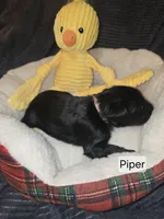 Akc Piper, a female Miniature Schnauzer for sale in Neosho, MO – Photo 2 of 6