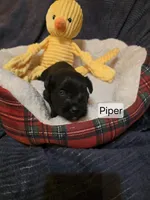 Akc Piper, a female Miniature Schnauzer for sale in Neosho, MO – Photo 5 of 6