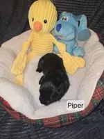 Akc Piper, a female Miniature Schnauzer for sale in Neosho, MO – Photo 4 of 6