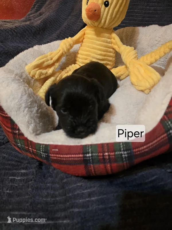 Akc Piper