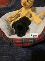 Akc Piper, a female Miniature Schnauzer for sale in Neosho, MO – Photo 1 of 6