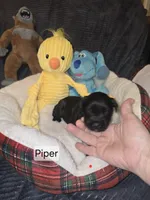 Akc Piper, a female Miniature Schnauzer for sale in Neosho, MO – Photo 3 of 6