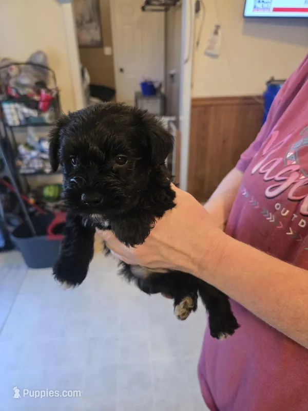 Akc Piper – Miniature Schnauzer puppy for sale in Neosho, MO