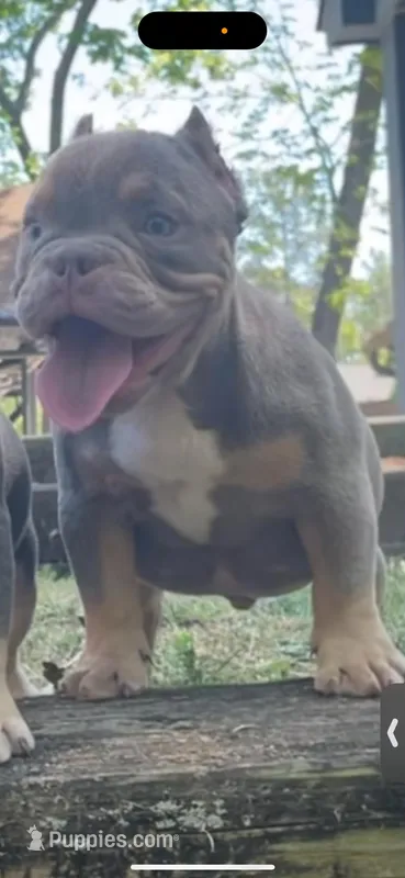 Xqusite – American Bully puppy for sale in Columbia, SC