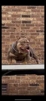Xqusite, a male American Bully for sale in Columbia, SC – Photo 9 of 9