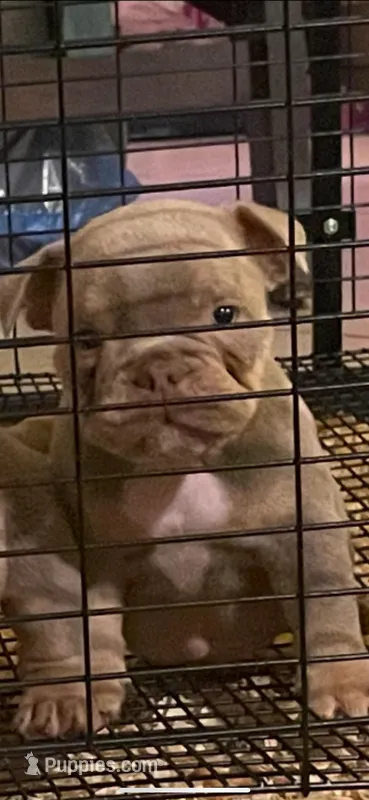 Xqusite – American Bully puppy for sale in Columbia, SC