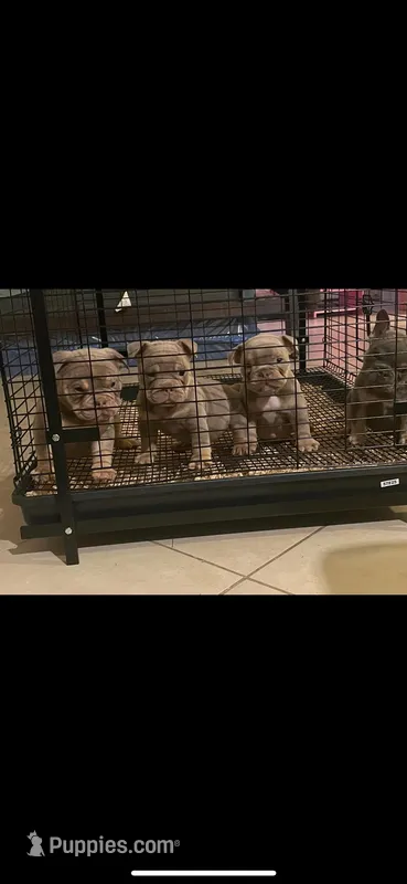 Lil Mel – American Bully puppy for sale in Columbia, SC