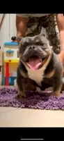 Lil Mel, a male American Bully for sale in Columbia, SC – Photo 6 of 9