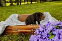 Wellington, a male Great Dane for sale in Shelbyville, TN – 4 of 7