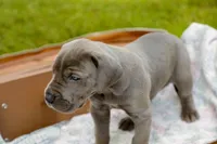 Wellington, a male Great Dane for sale in Shelbyville, TN – 3 of 7